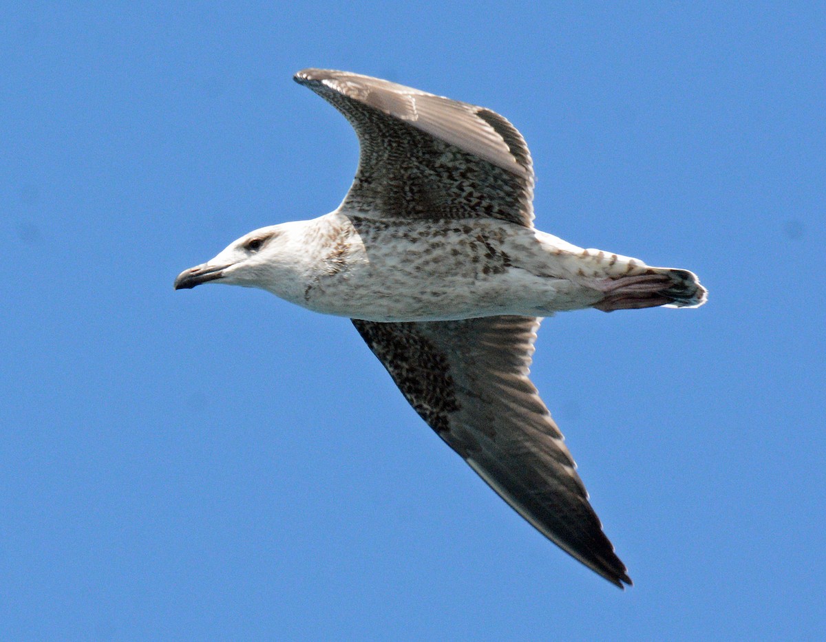 Great Black-backed Gull - ML623269799