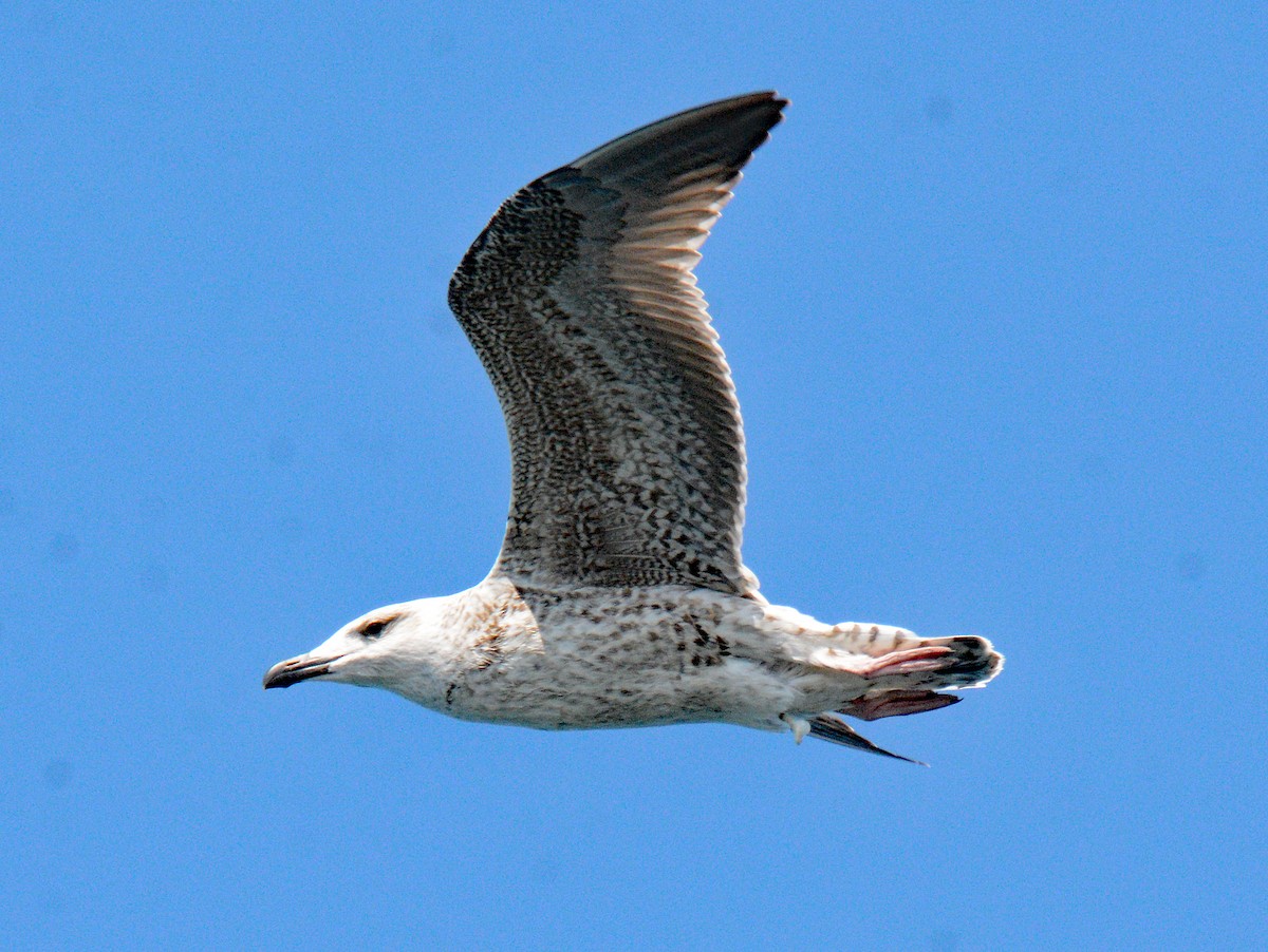 Great Black-backed Gull - ML623269800