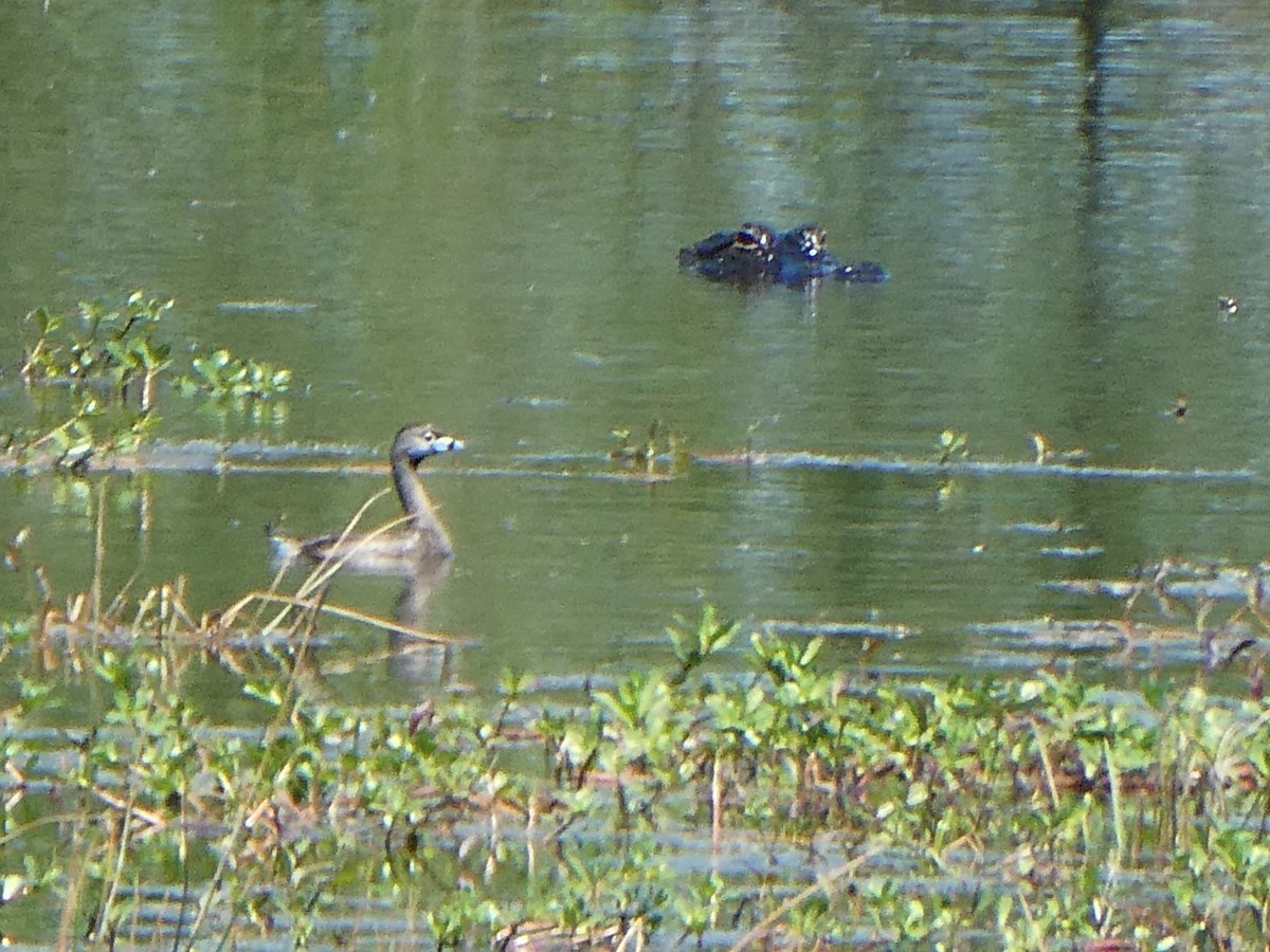 Pied-billed Grebe - ML623269803