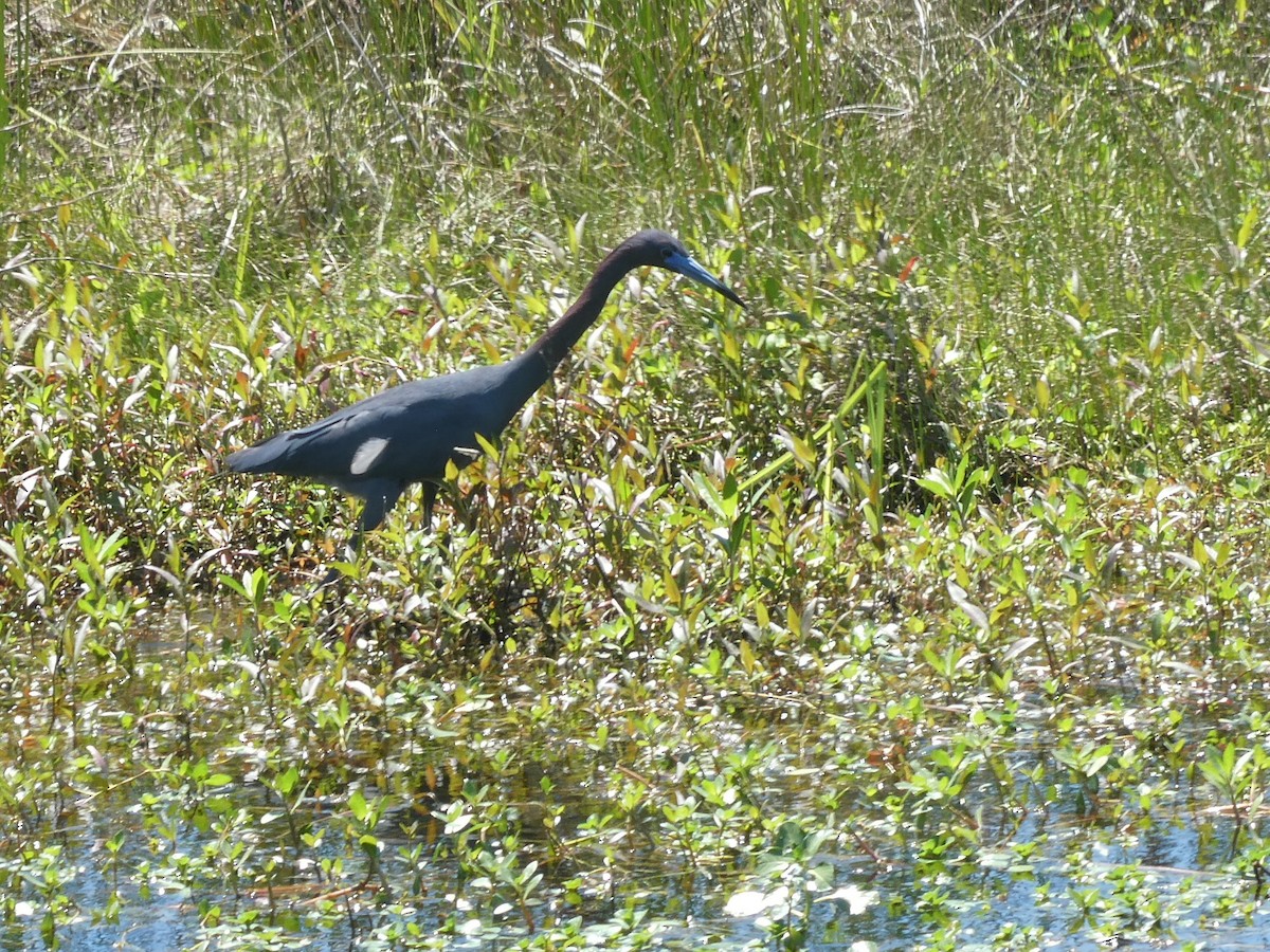 Little Blue Heron - ML623269807