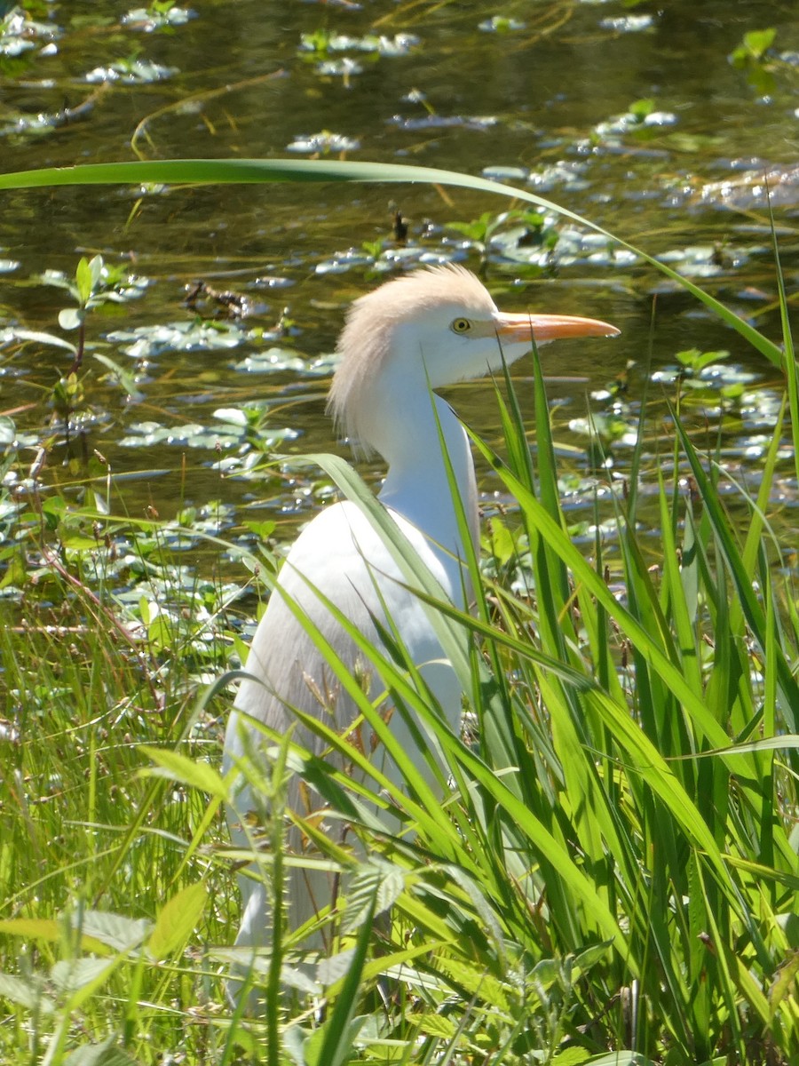 Western Cattle-Egret - ML623269825