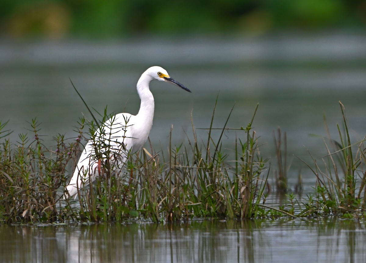 Snowy Egret - Paul Nale