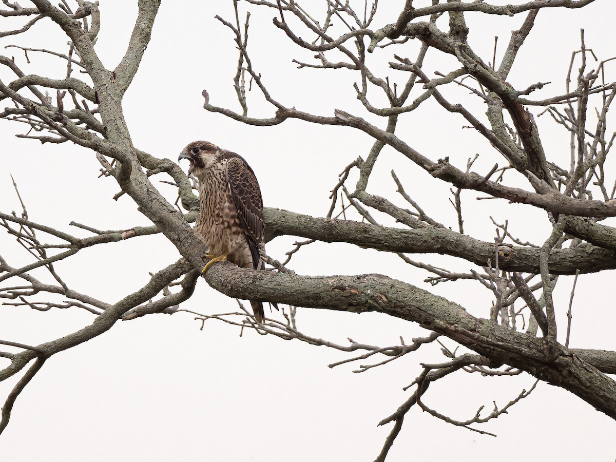 Peregrine Falcon - ML623269856