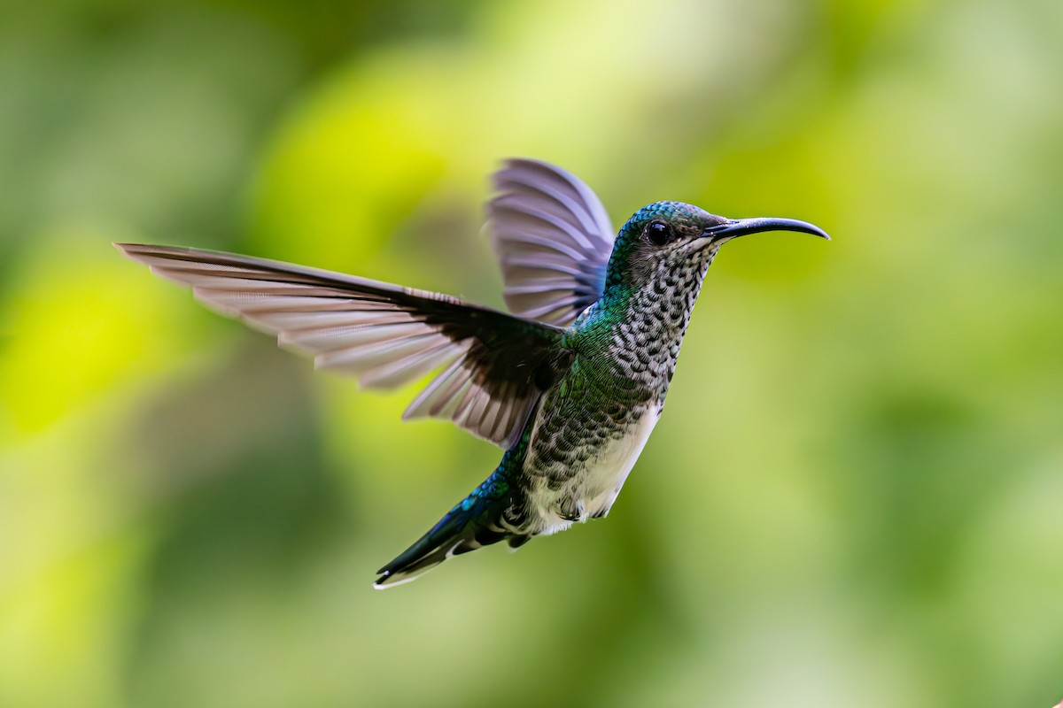 White-necked Jacobin - ML623269873