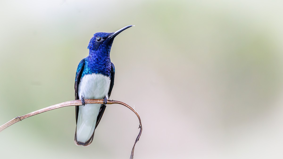 White-necked Jacobin - ML623269874