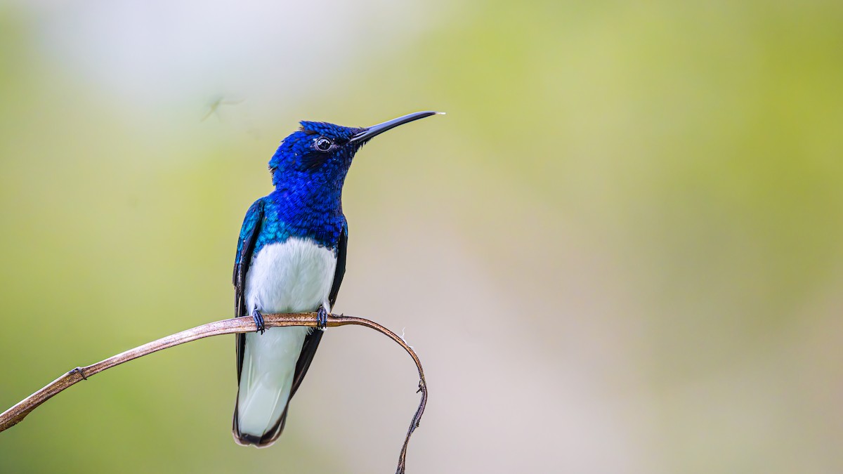 White-necked Jacobin - ML623269875