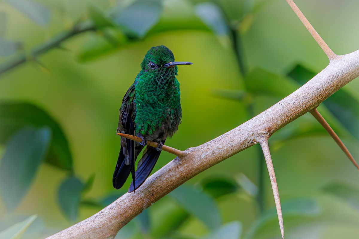 Copper-rumped Hummingbird - ML623269882