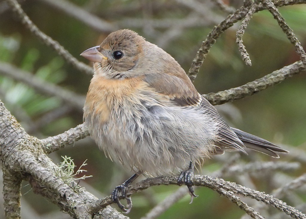 Lazuli Bunting - ML623269889