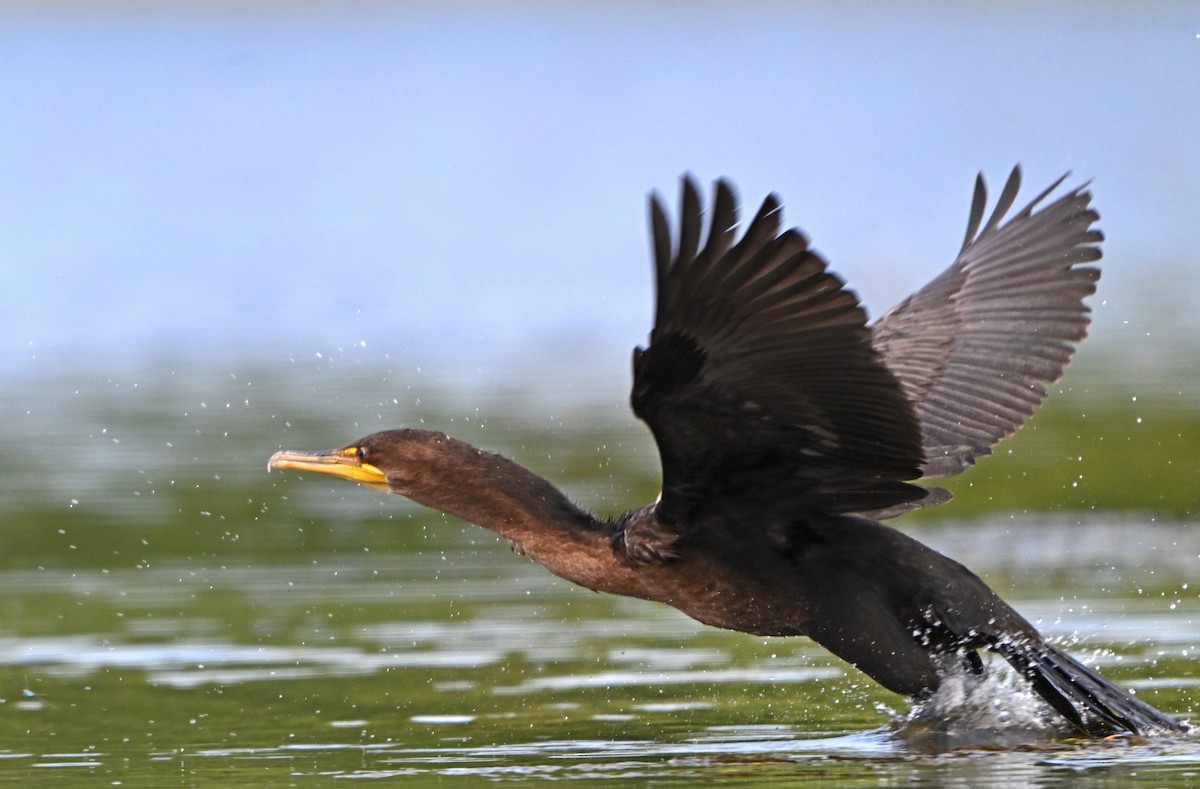 Double-crested Cormorant - Paul Nale