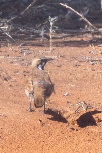 Cinnamon Quail-thrush - ML623269940