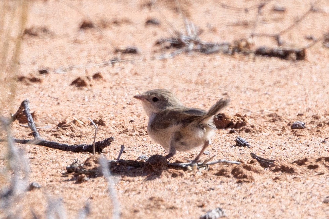 White-winged Fairywren - Richard and Margaret Alcorn