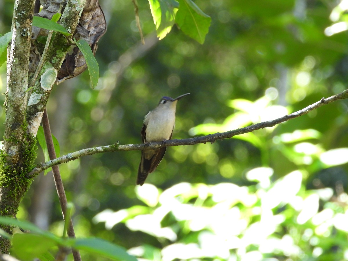 Colibrí Ruiseñor - ML623269967