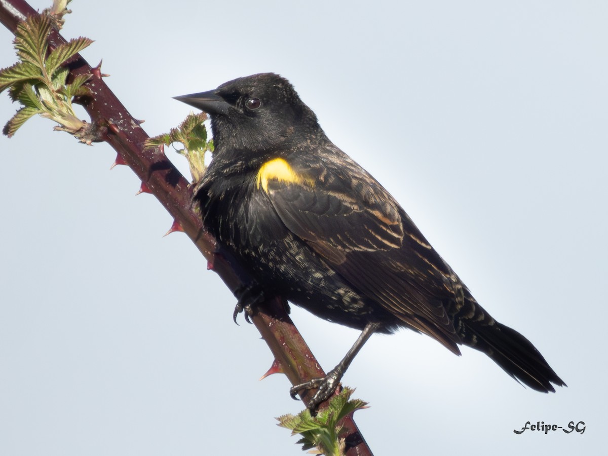 Yellow-winged Blackbird - ML623269983