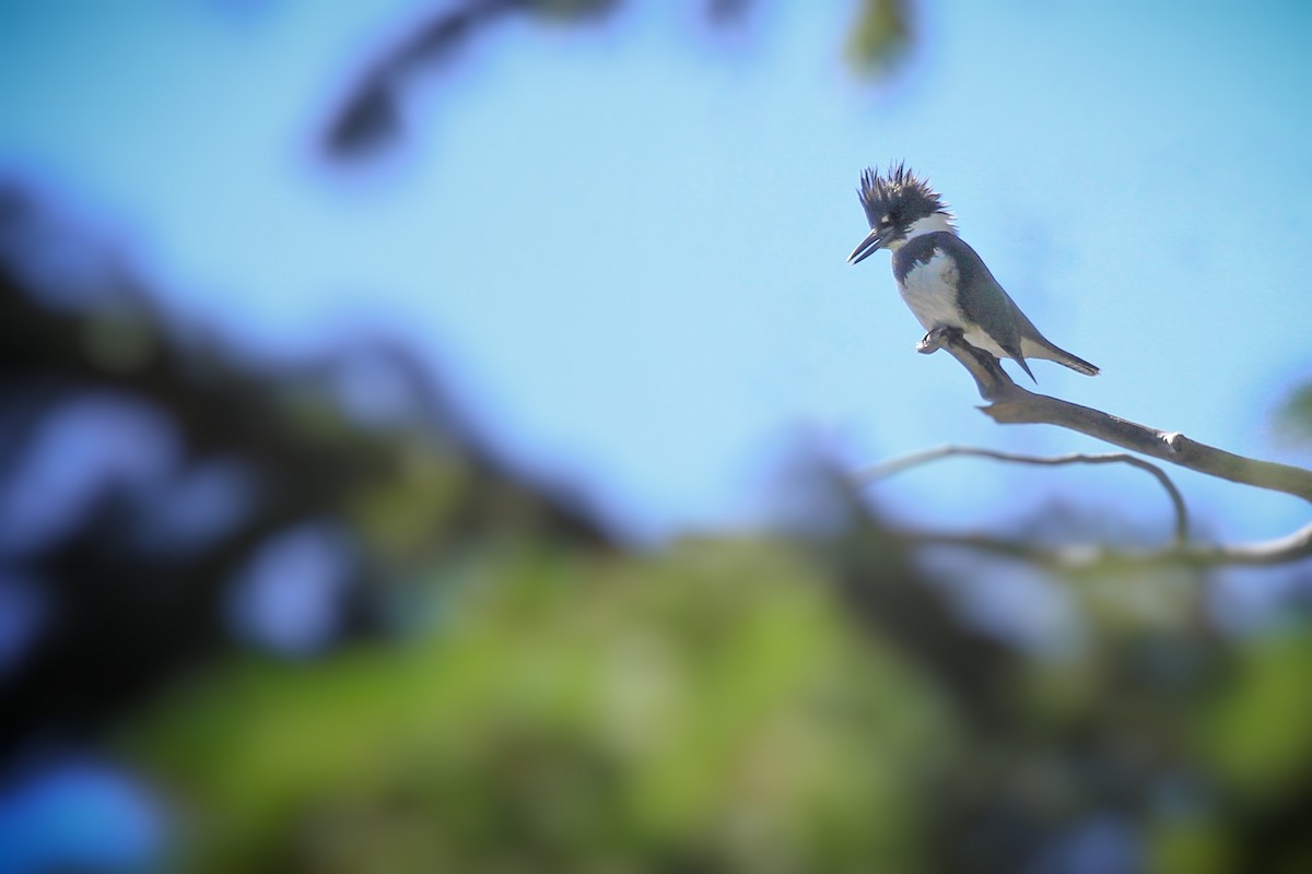 Belted Kingfisher - ML623270061