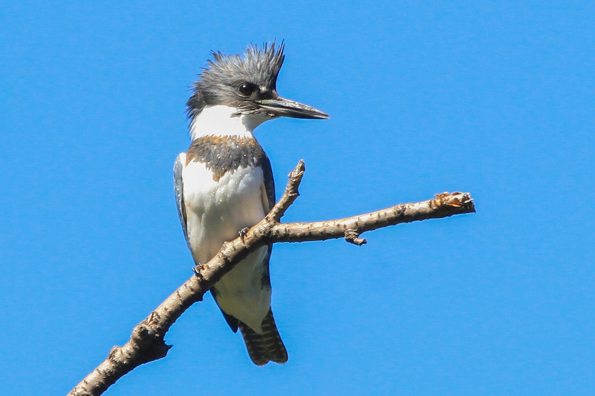 Belted Kingfisher - ML623270062