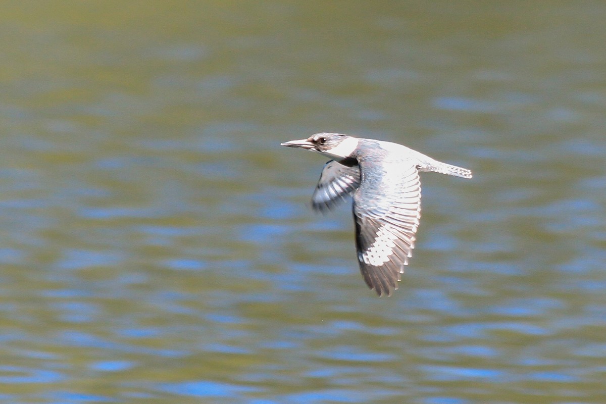 Belted Kingfisher - ML623270063