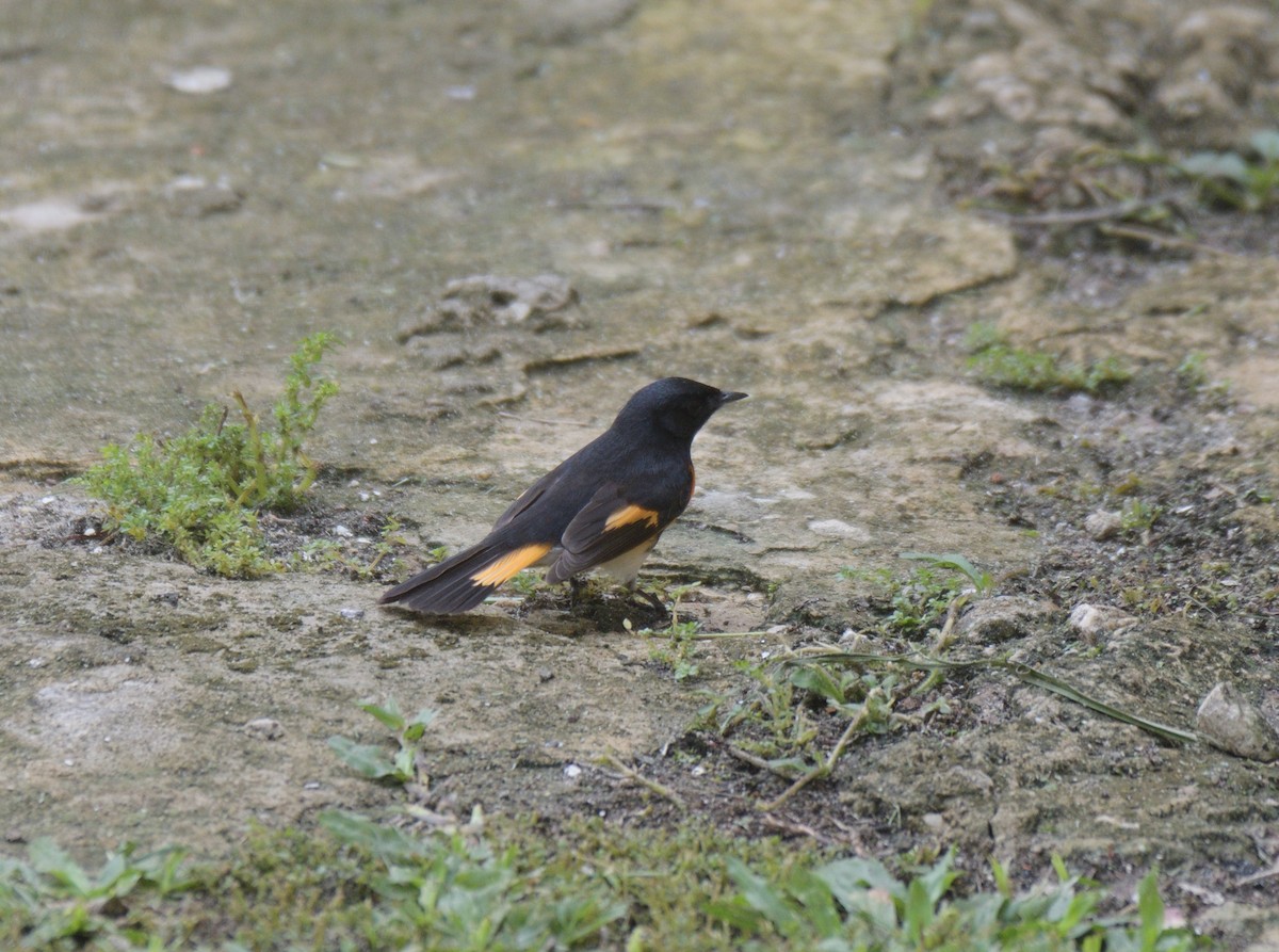 American Redstart - ML623270088