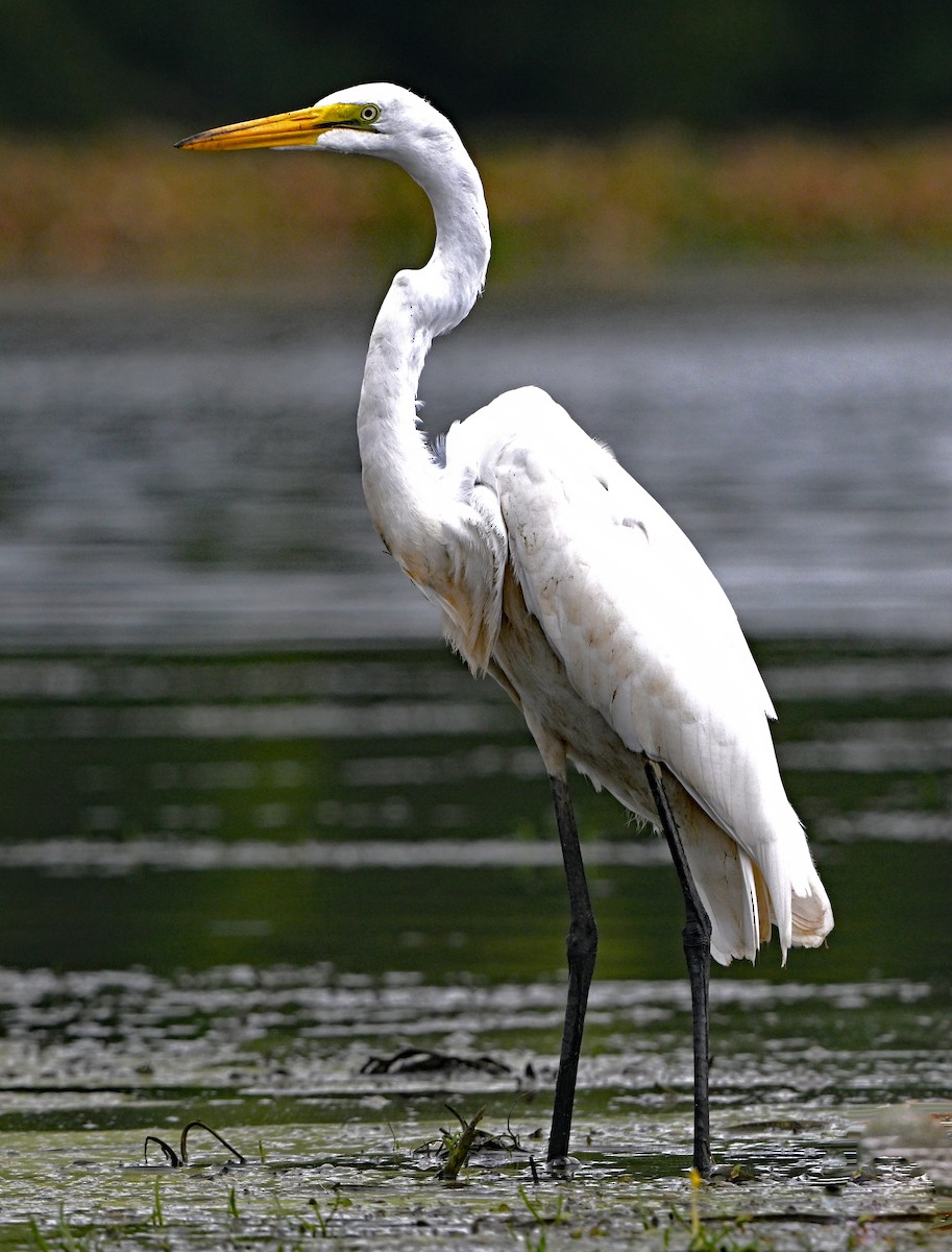 Great Egret - Paul Nale