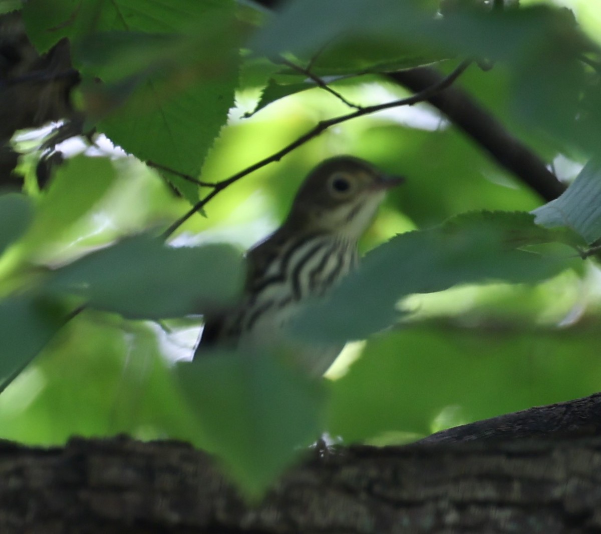 Ovenbird - David Cunningham