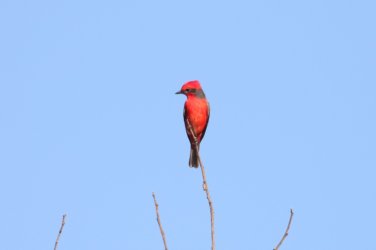 Vermilion Flycatcher (Austral) - ML623270123