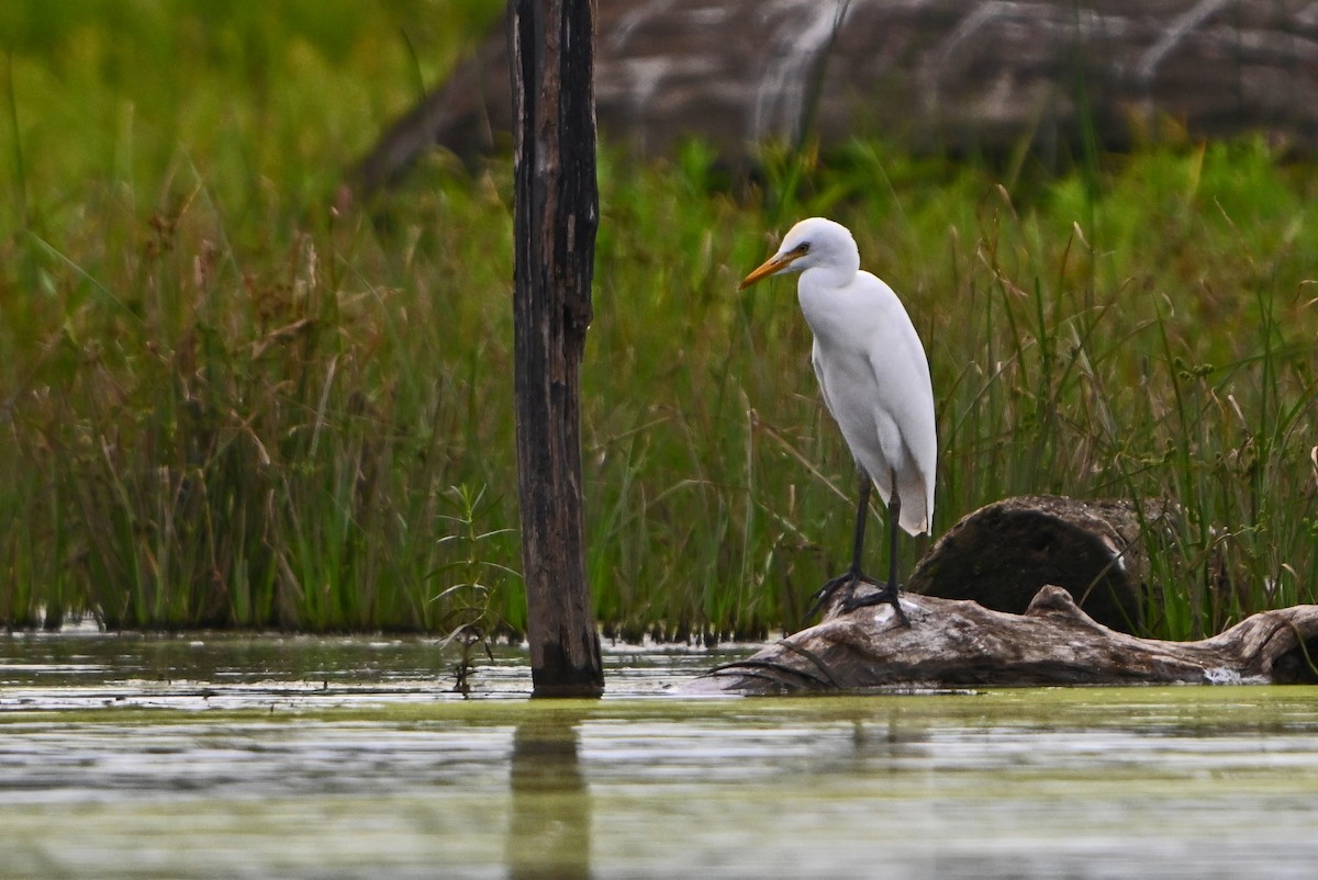 Чапля єгипетська (підвид ibis) - ML623270129