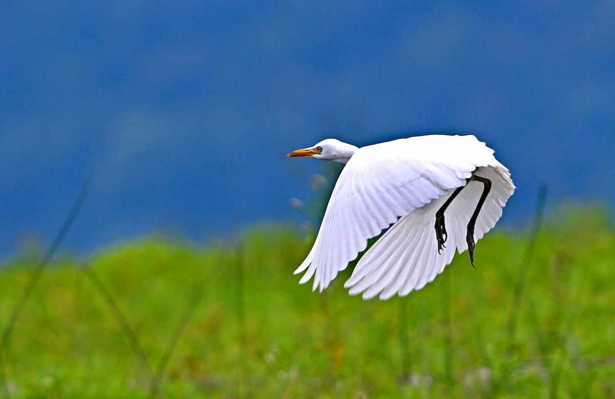 Western Cattle Egret - Paul Nale