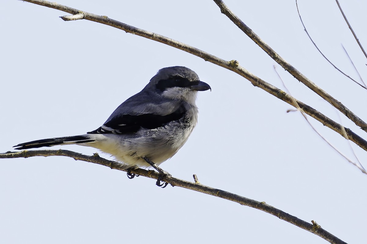 Loggerhead Shrike - ML623270139