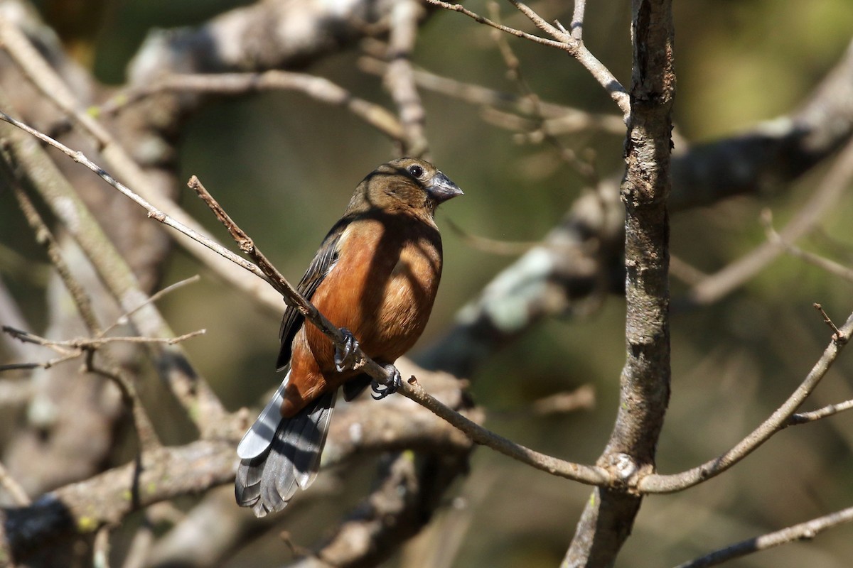 Chestnut-bellied Seed-Finch - ML623270149