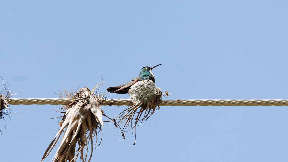 Black-throated Mango - ML623270293