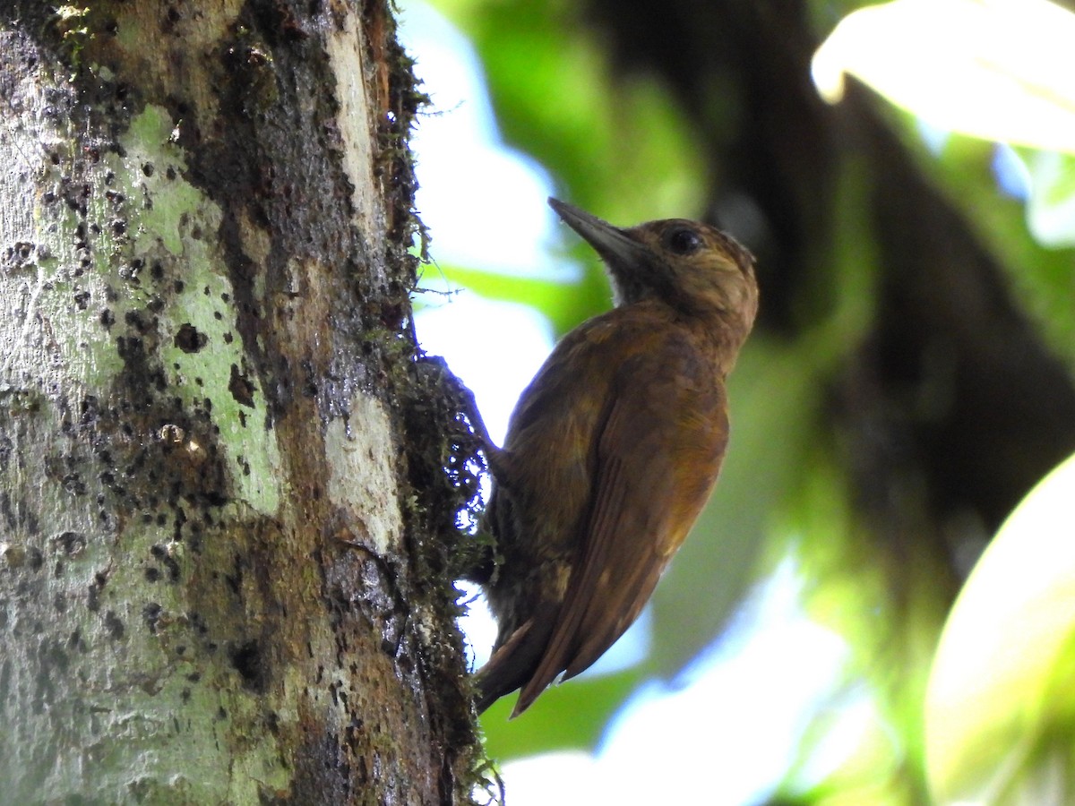 Smoky-brown Woodpecker - ML623270298