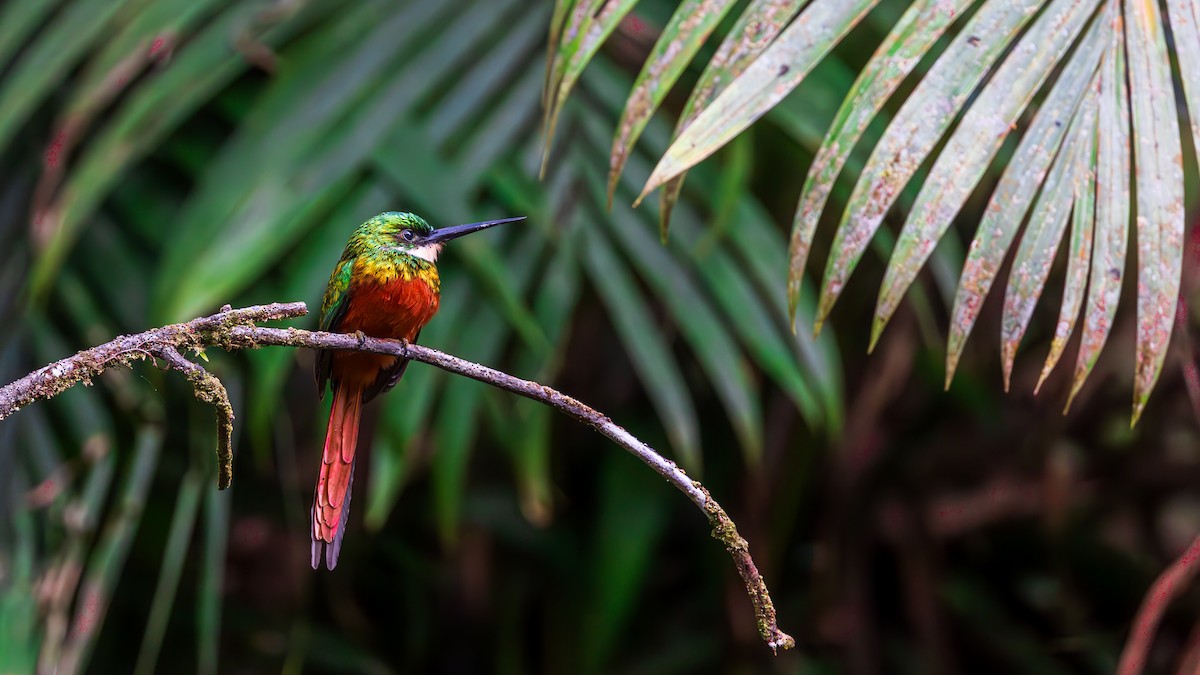 Rufous-tailed Jacamar - Niraj  Jobanputra