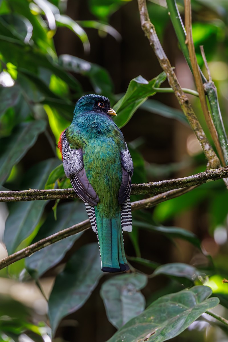 Collared Trogon - ML623270343