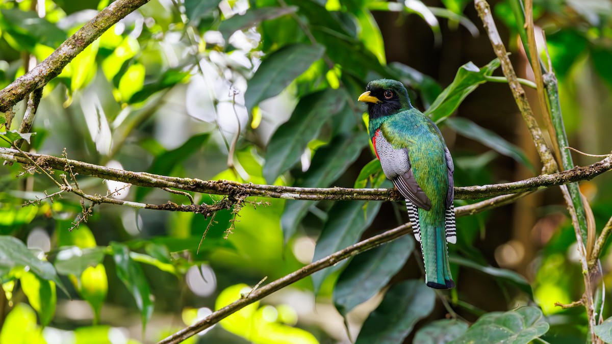 Collared Trogon - ML623270344