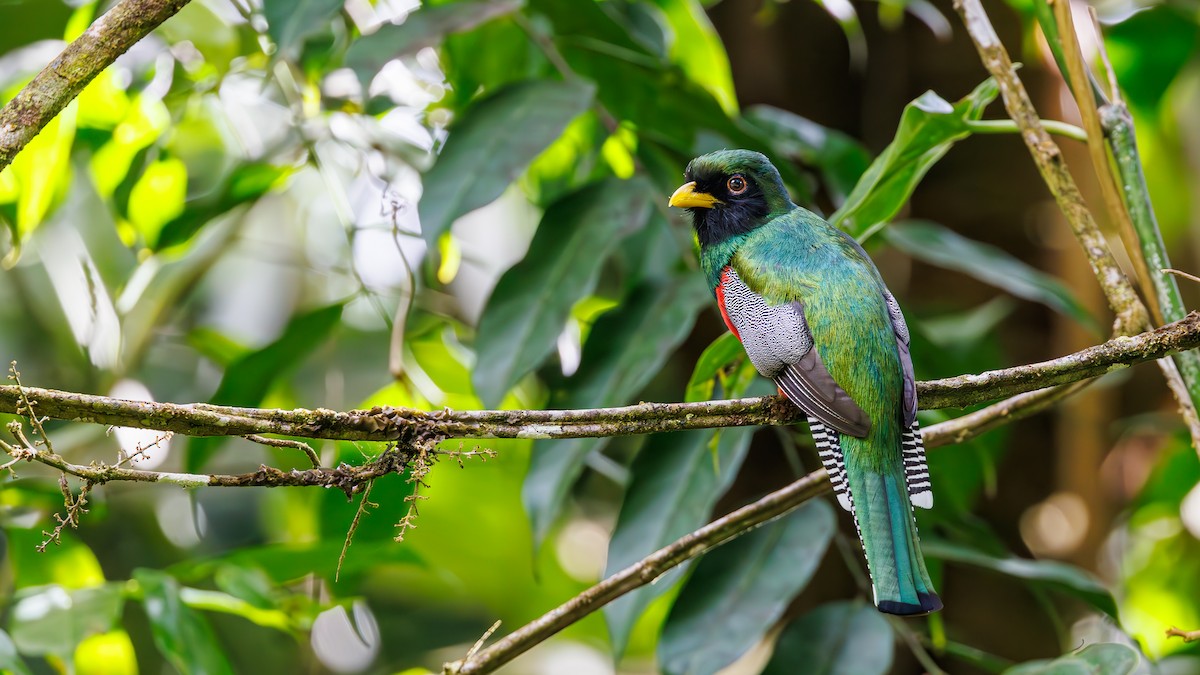 Collared Trogon - ML623270345