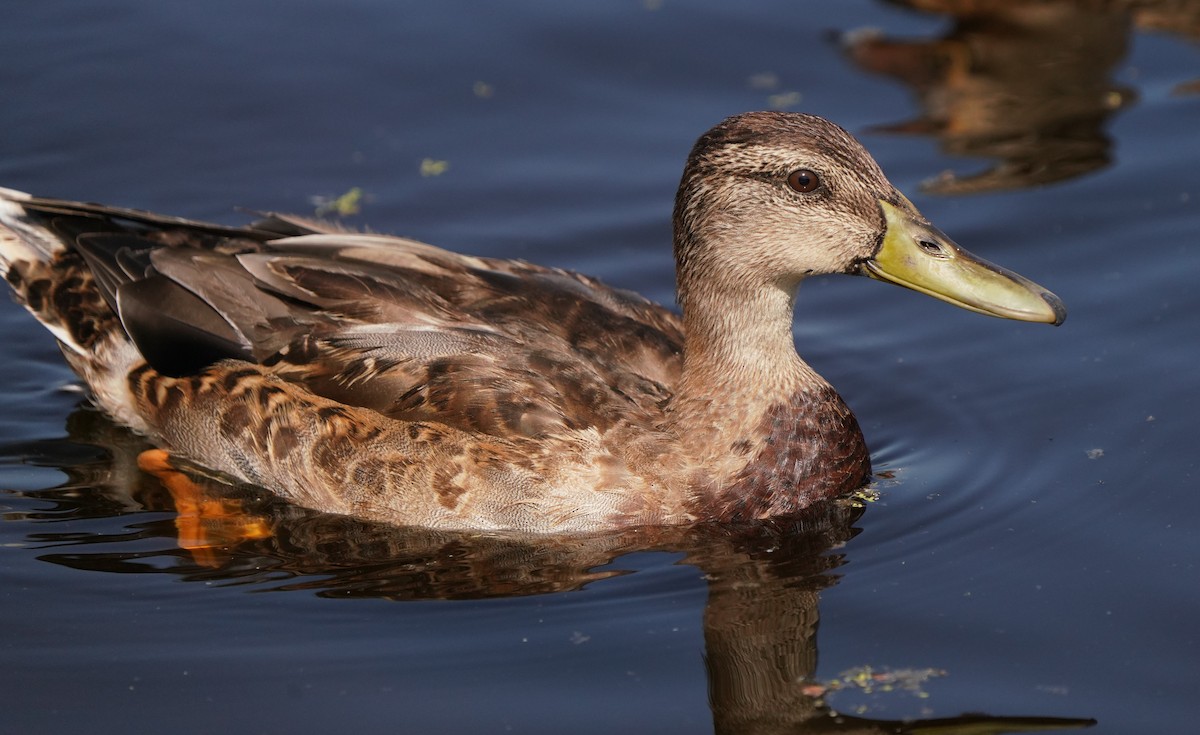 Mallard - Richard Block