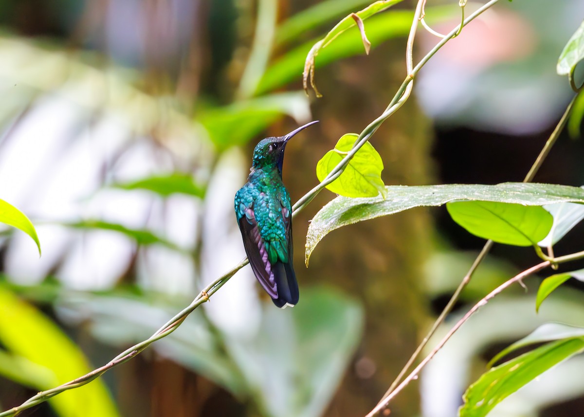 White-tailed Sabrewing - ML623270453