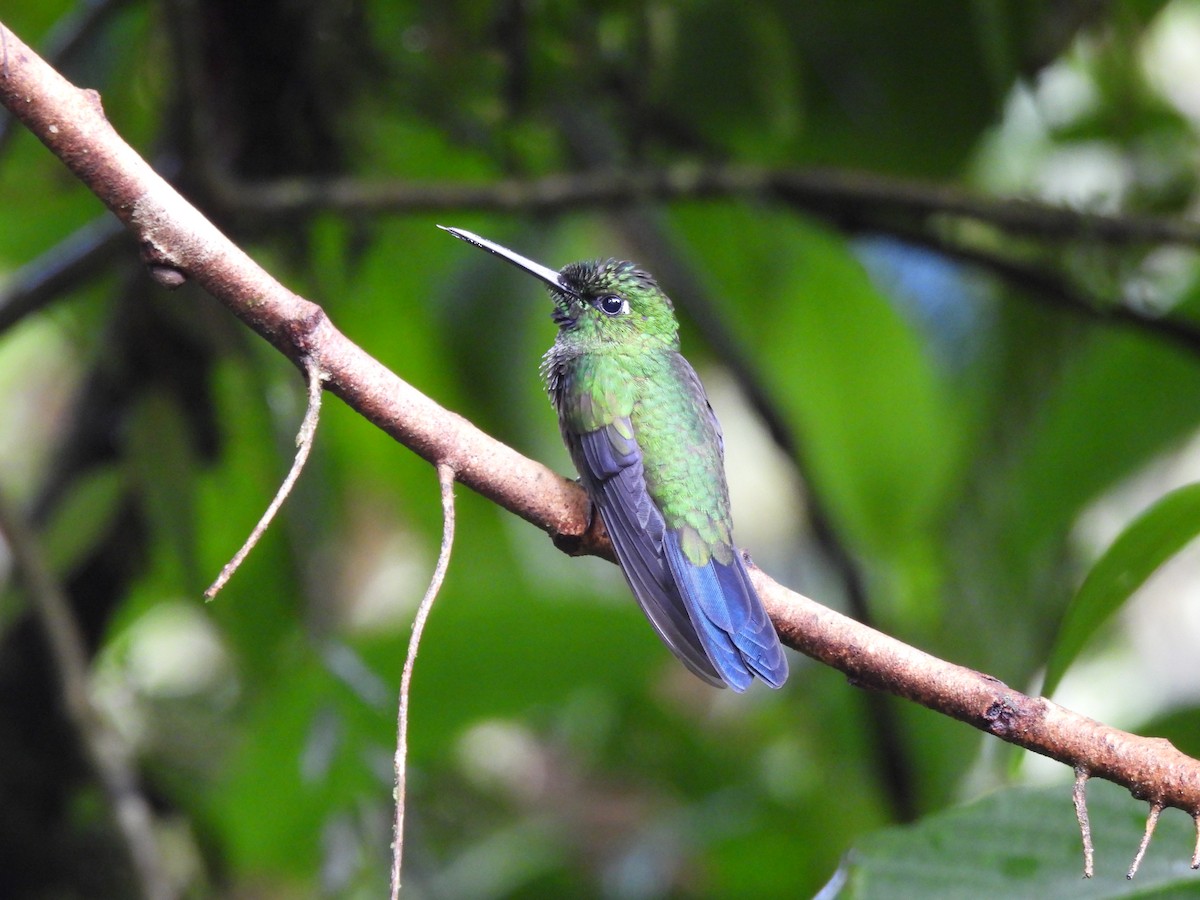 Green-crowned Brilliant - ML623270466