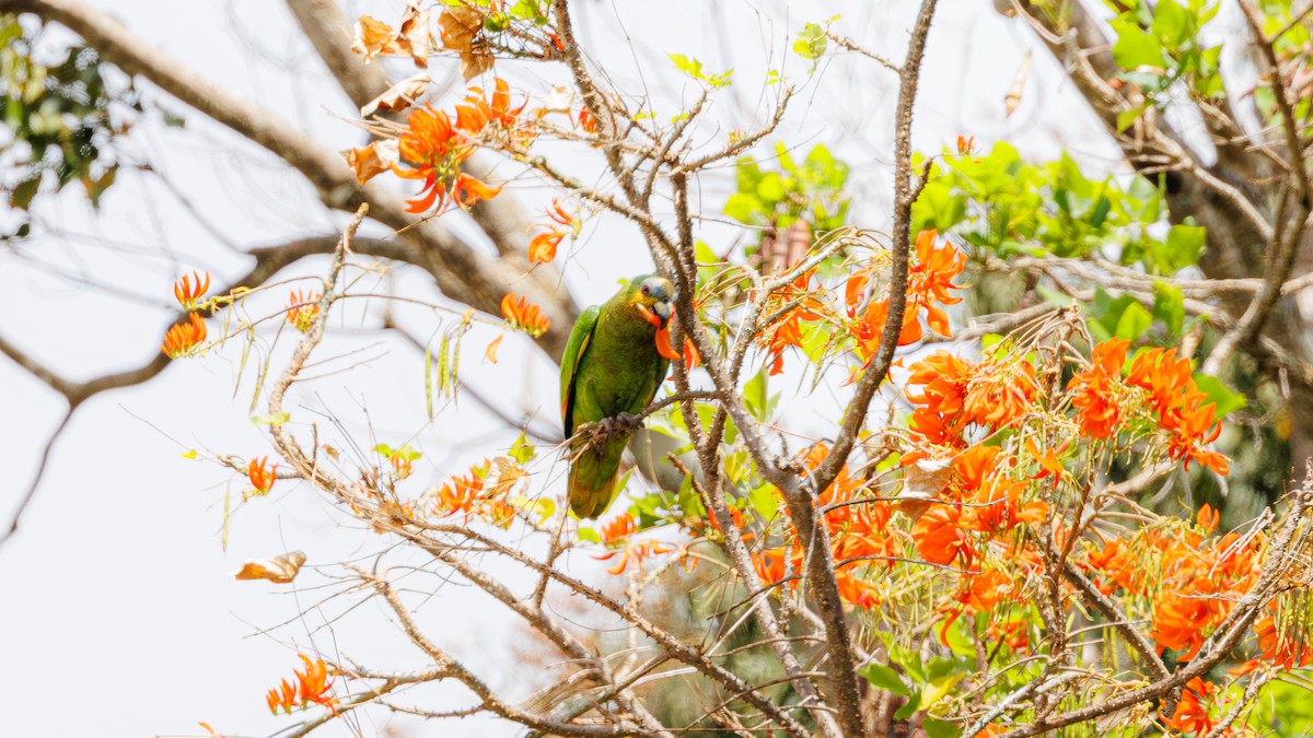 Orange-winged Parrot - ML623270479