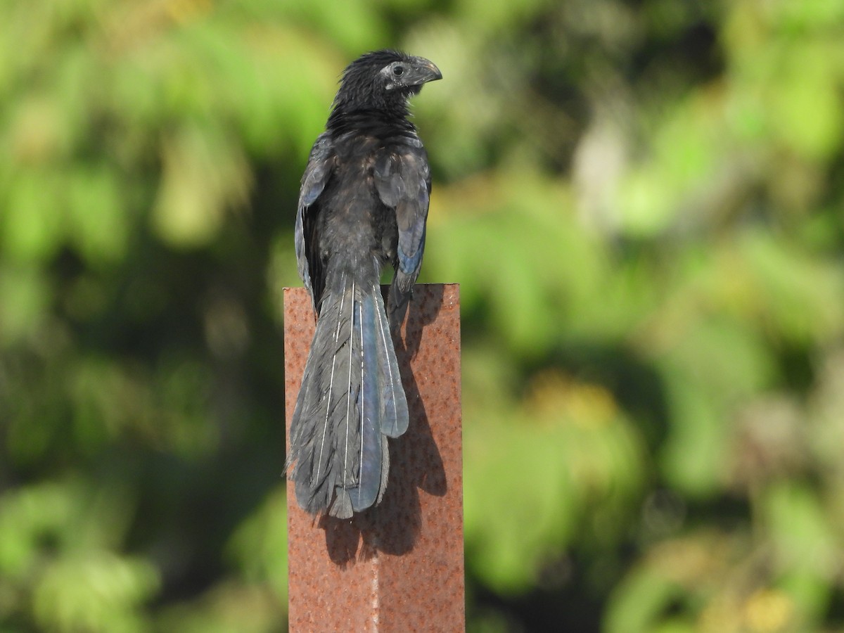 Groove-billed Ani - ML623270491