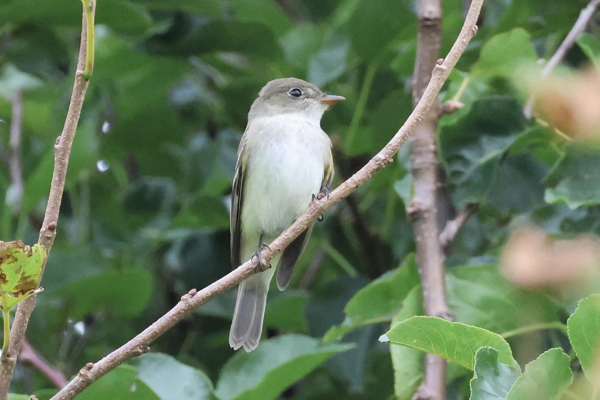 Empidonax sp. - ML623270532