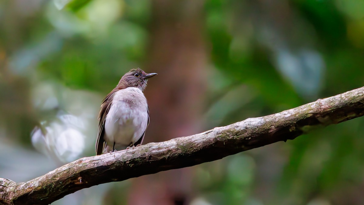 White-necked Thrush - ML623270568