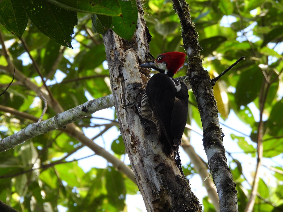 Guayaquil Woodpecker - ML623270574