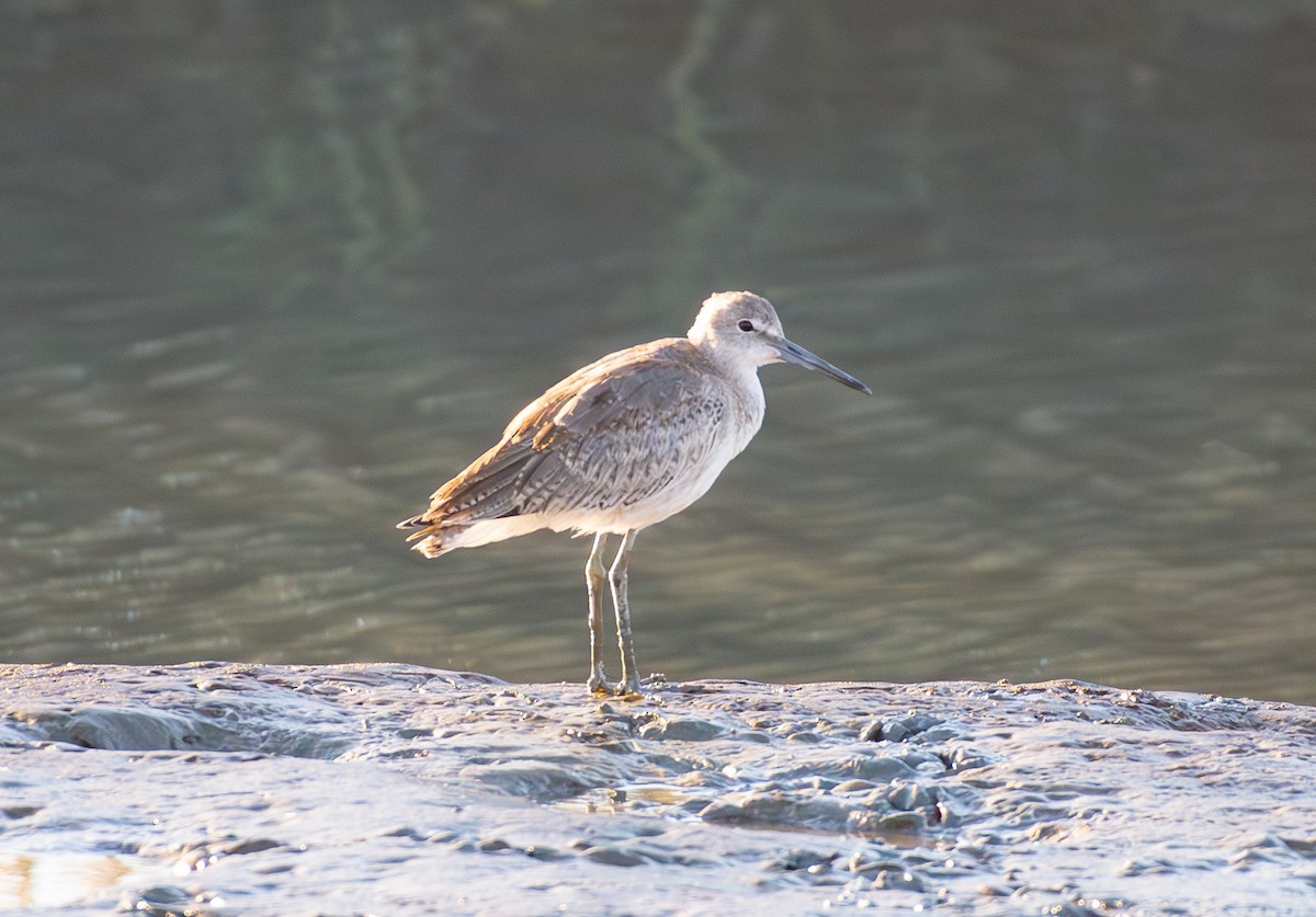 Willet - ML623270605