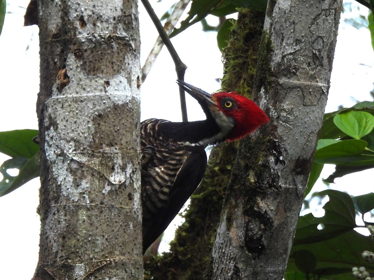 Guayaquil Woodpecker - ML623270615