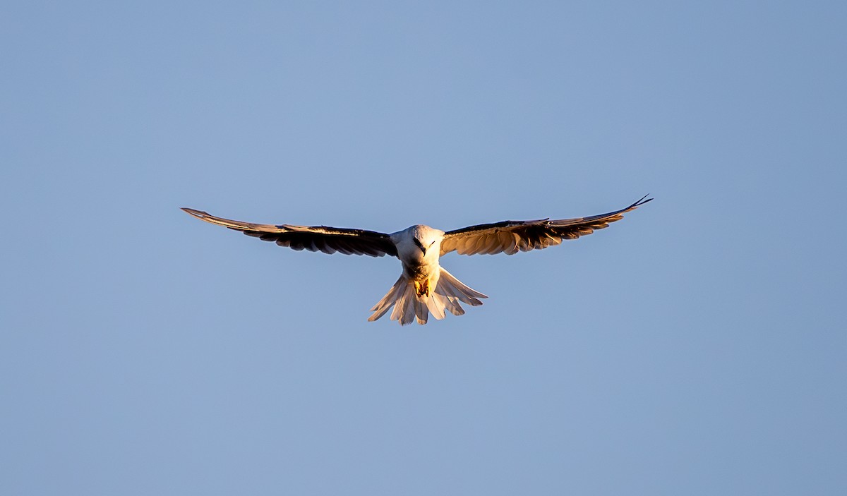 White-tailed Kite - ML623270634