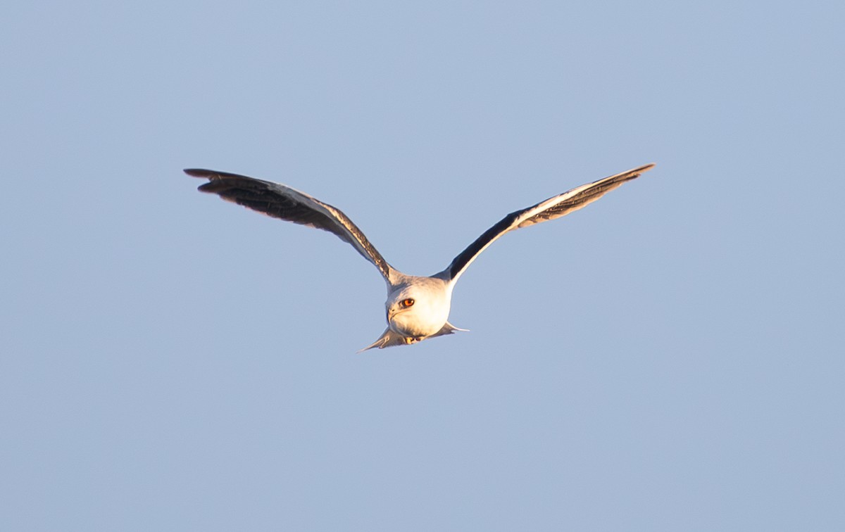 White-tailed Kite - ML623270635