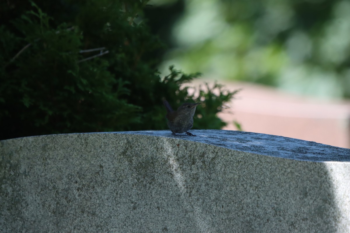 House Wren - ML623270700