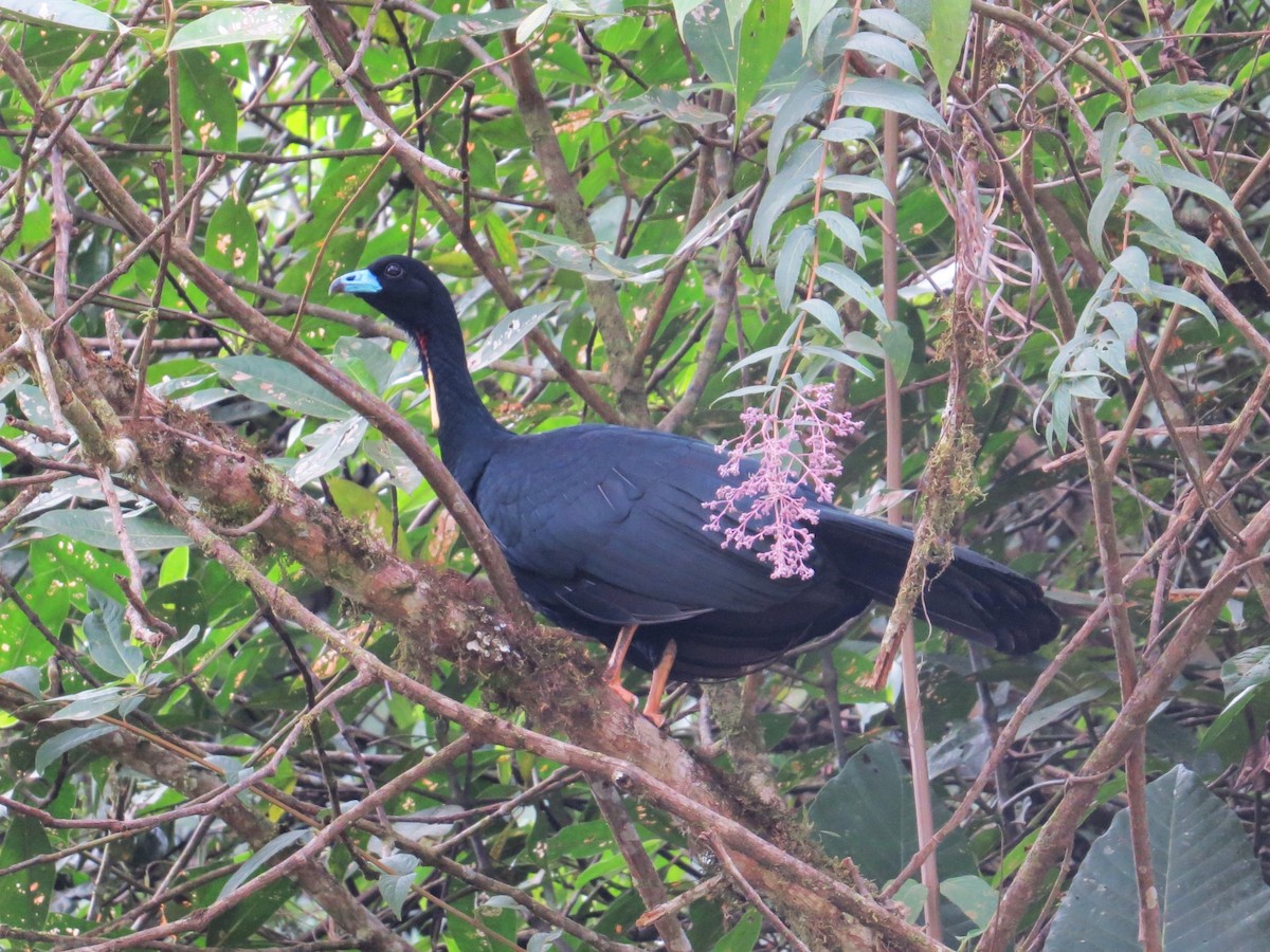 Wattled Guan - ML623270754