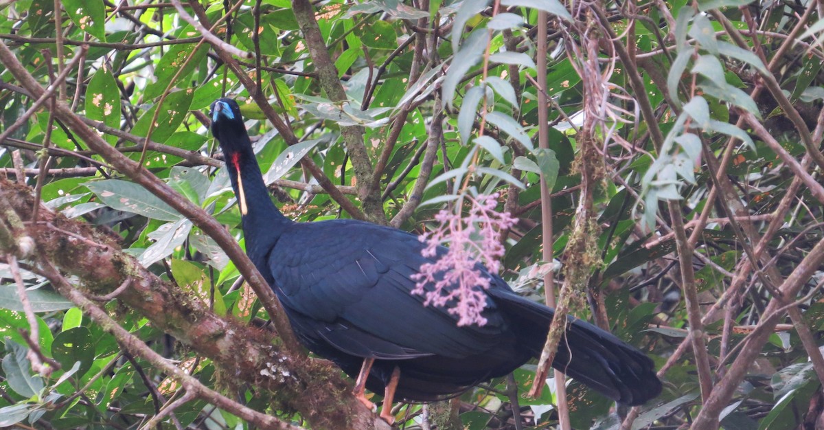 Wattled Guan - ML623270759
