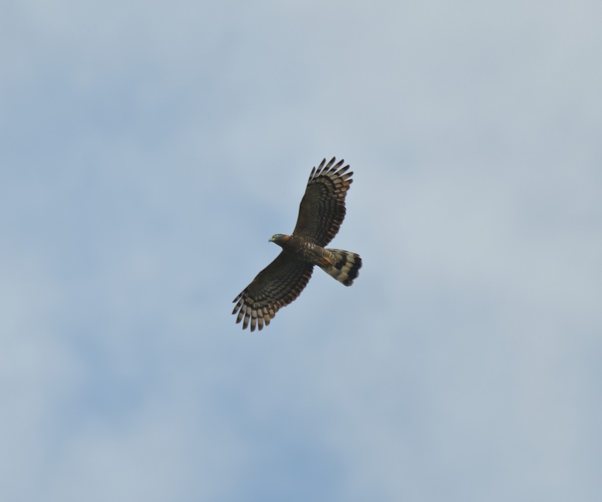 Hook-billed Kite - ML623270901